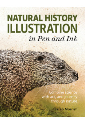 Natural History Illustration in Pen and Ink
