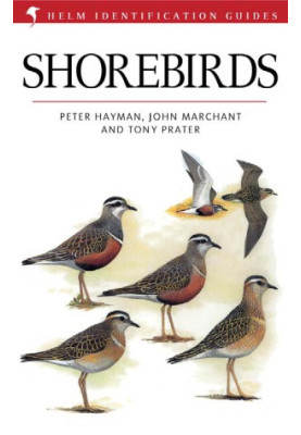 Shore Birds