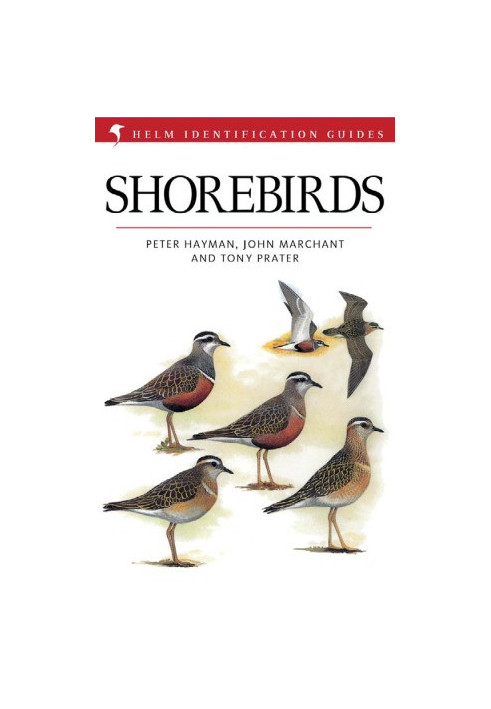 Shore Birds