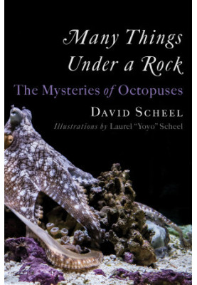 Many Things Under a Rock