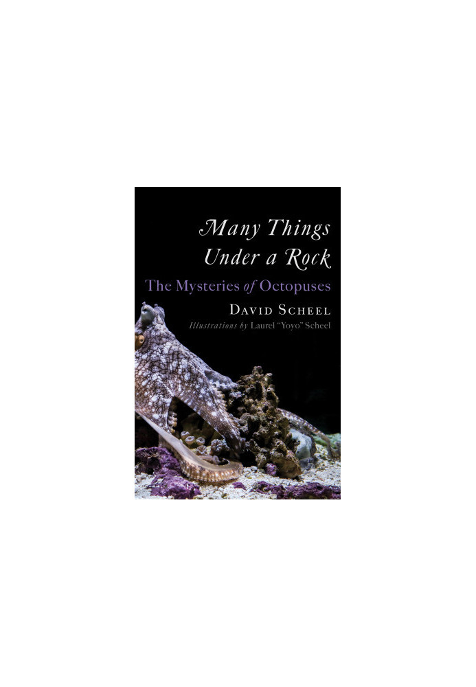Many Things Under a Rock