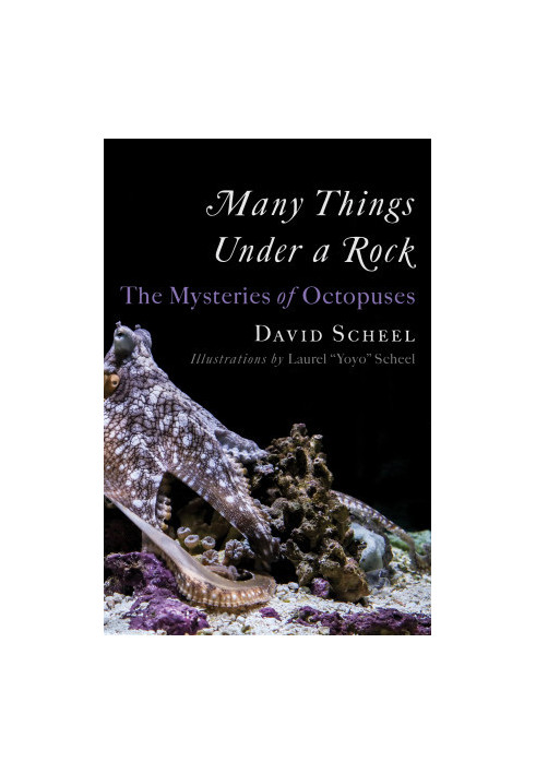 Many Things Under a Rock