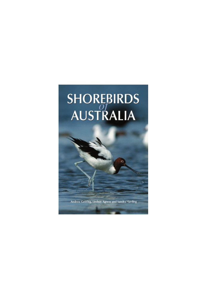 Shorebirds of Australia