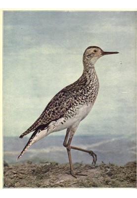 Birds Illustrated by Color Photography, Vol. 3, No. 4.