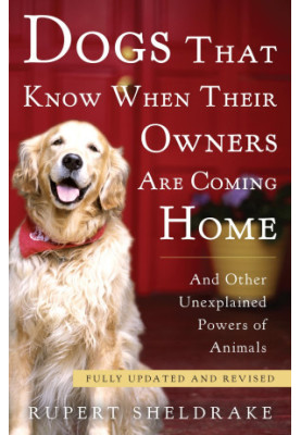 Dogs That Know When Their Owners Are Coming Home