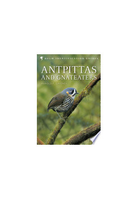 Antpittas and Gnateaters