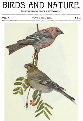 Birds and Nature, Vol. 10 No. 4 [November 1901]