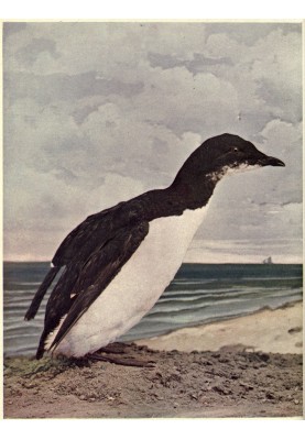 Птицы, иллюстрированные цветной фотографией, Том. 3, № 6, июнь 1898 г.