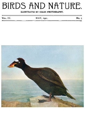 Птицы и природа Том. 09 № 5 [май 1901 г.] С иллюстрациями цветной фотографии.