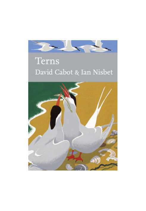 Terns