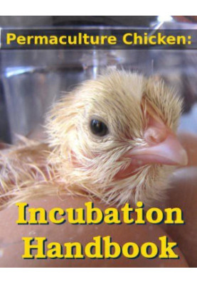 Permaculture Chicken: Incubation Handbook