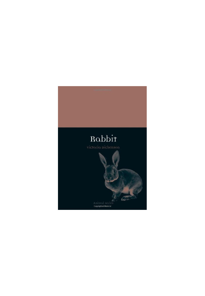 Rabbit