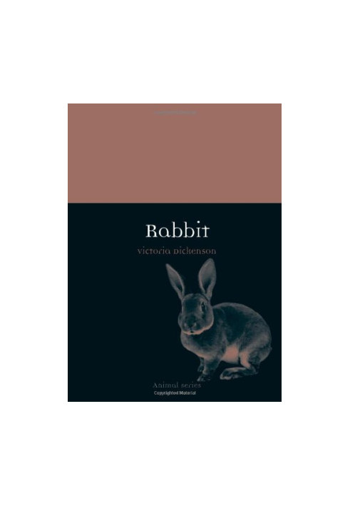 Rabbit