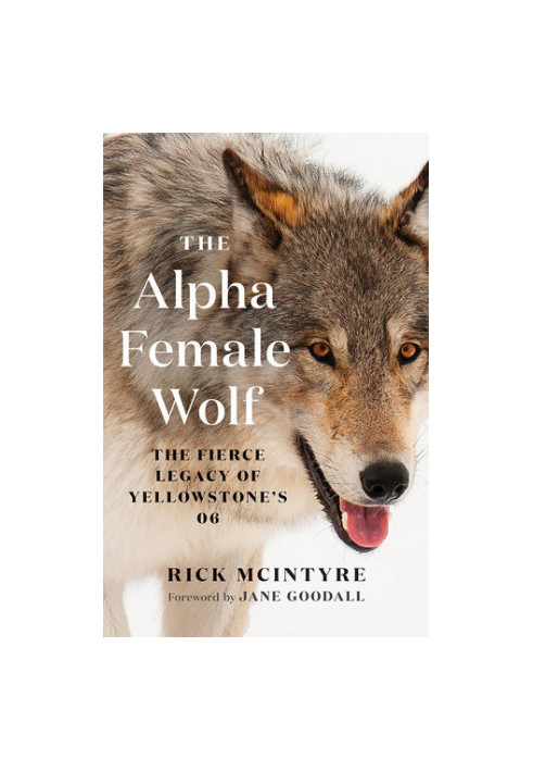 The Alpha Female Wolf