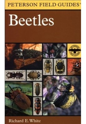 Beetles  - A Field Guide to the Beetles of North America