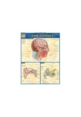 BarCharts QuickStudy The Senses