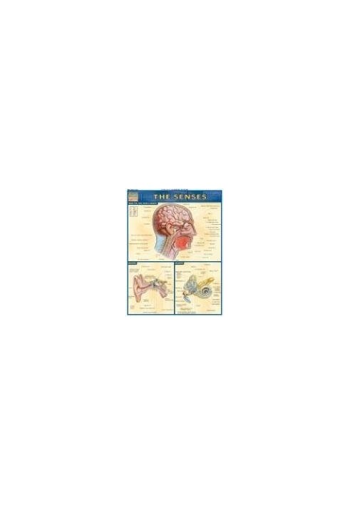 BarCharts QuickStudy The Senses