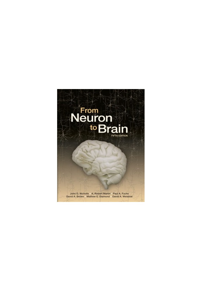 From Neuron to Brain