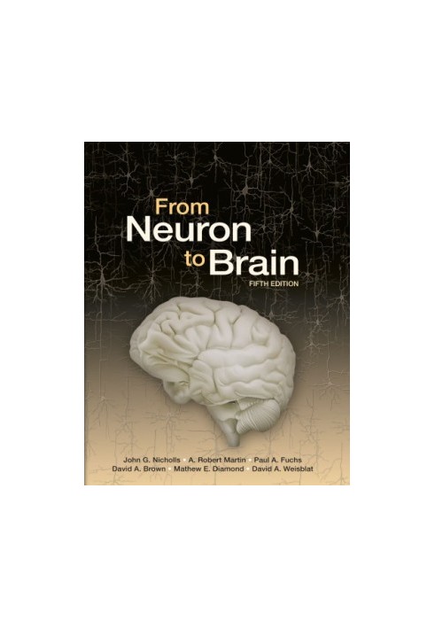 From Neuron to Brain
