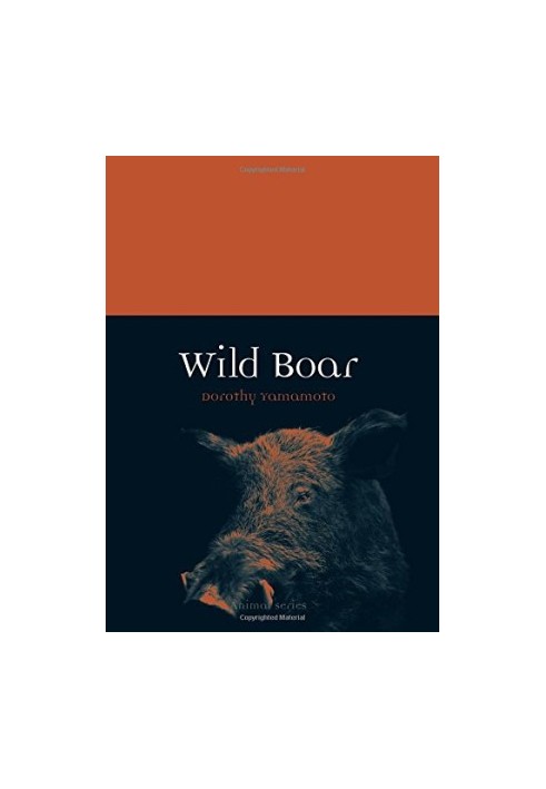 Wild Boar