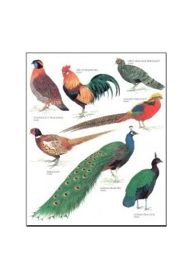 Longman's Illustrated Animal Encyclopedia - Birds (ONLY PICTURES)