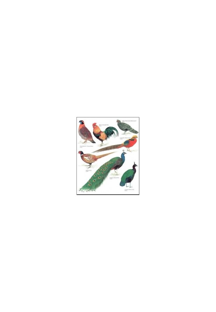 Longman's Illustrated Animal Encyclopedia - Birds (ONLY PICTURES)