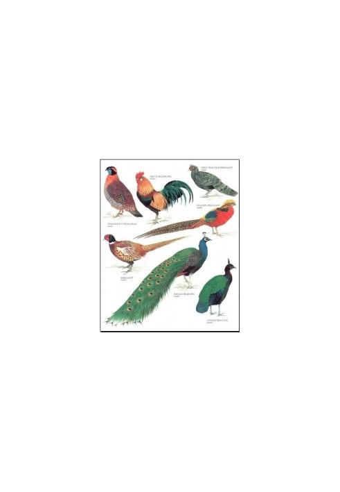Longman's Illustrated Animal Encyclopedia - Birds (ONLY PICTURES)