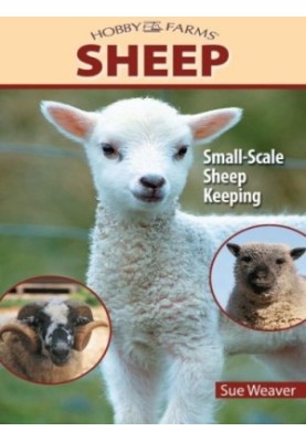 Sheep: Small-Scale Sheep Keeping