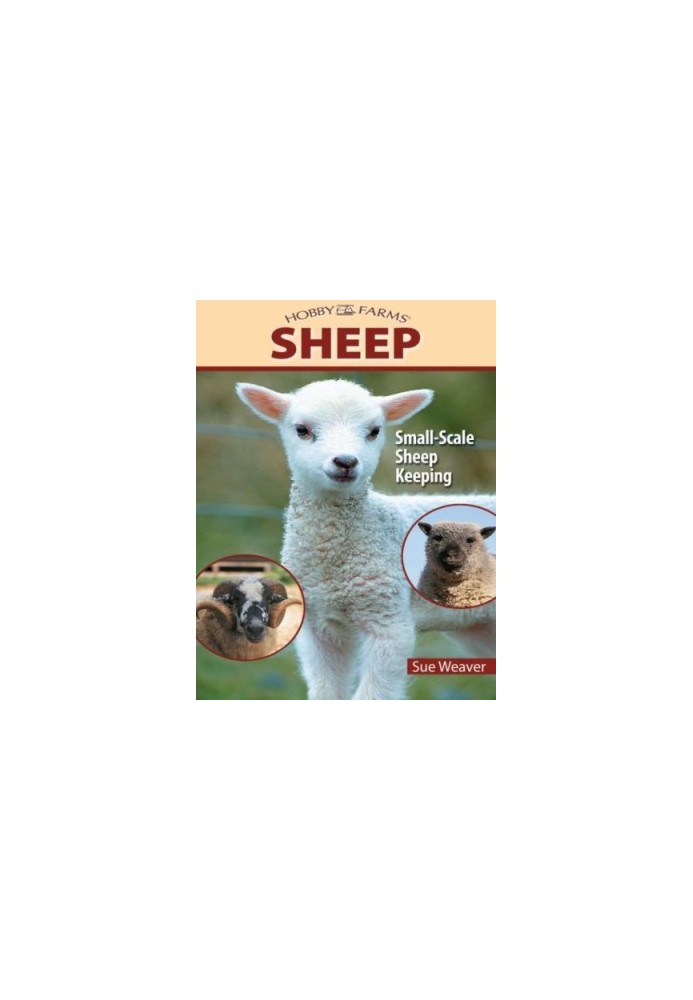 Sheep: Small-Scale Sheep Keeping