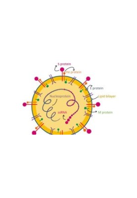 COVID19 is a Biological Weapon Full Document Guide V3