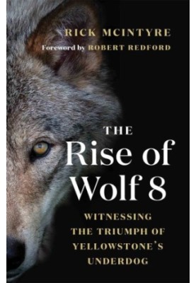 The rise of wolf 8: witnessing the triumph of Yellowstone's underdog