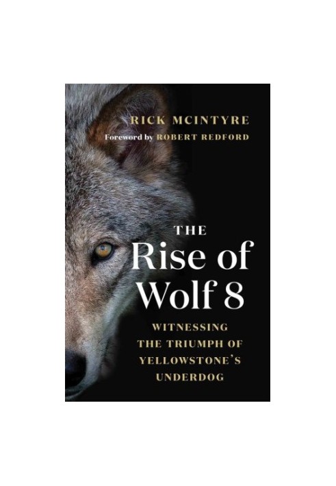 The rise of wolf 8: witnessing the triumph of Yellowstone's underdog