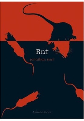 Rat (Animal)