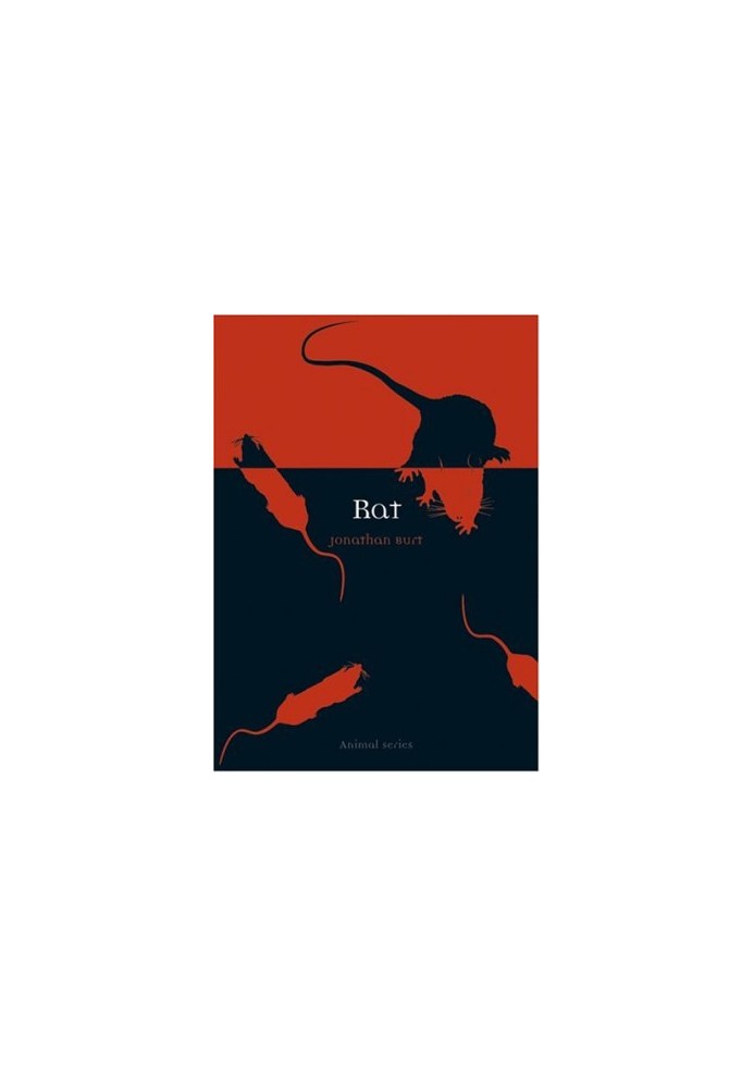 Rat (Animal)