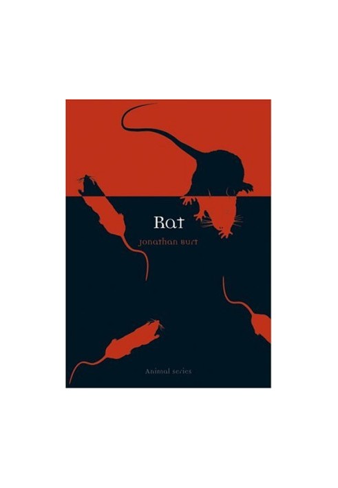 Rat (Animal)