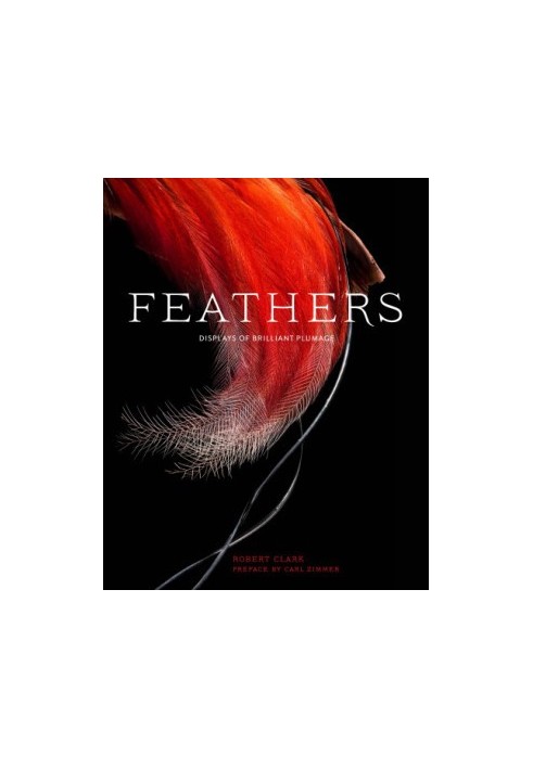 Feathers: Displays of Brilliant Plumage