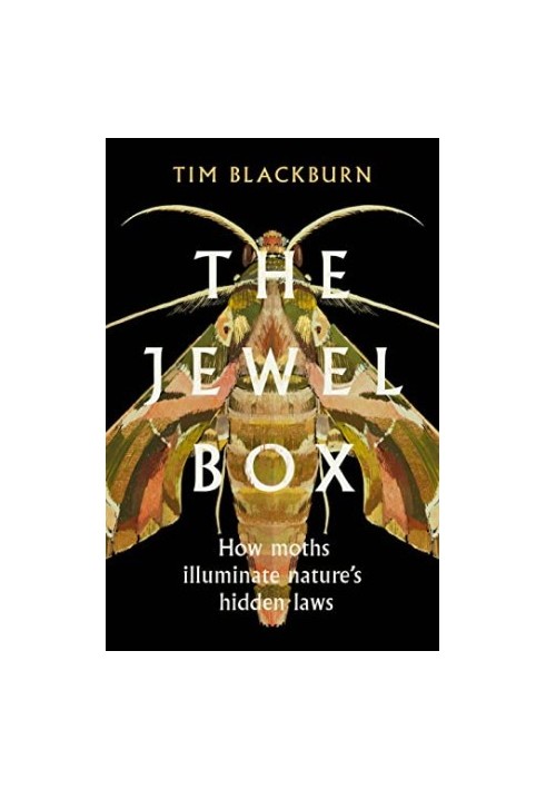 The Jewel Box: How Moths Illuminate Nature’s Hidden Rules
