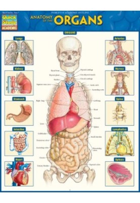Anatomy of the Organs
