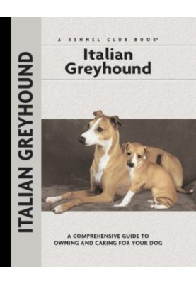 Italian Greyhound