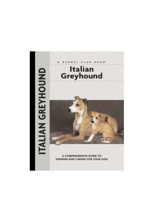 Italian Greyhound
