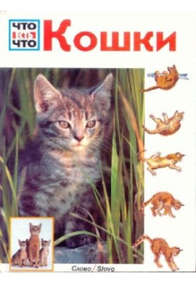 Коти
