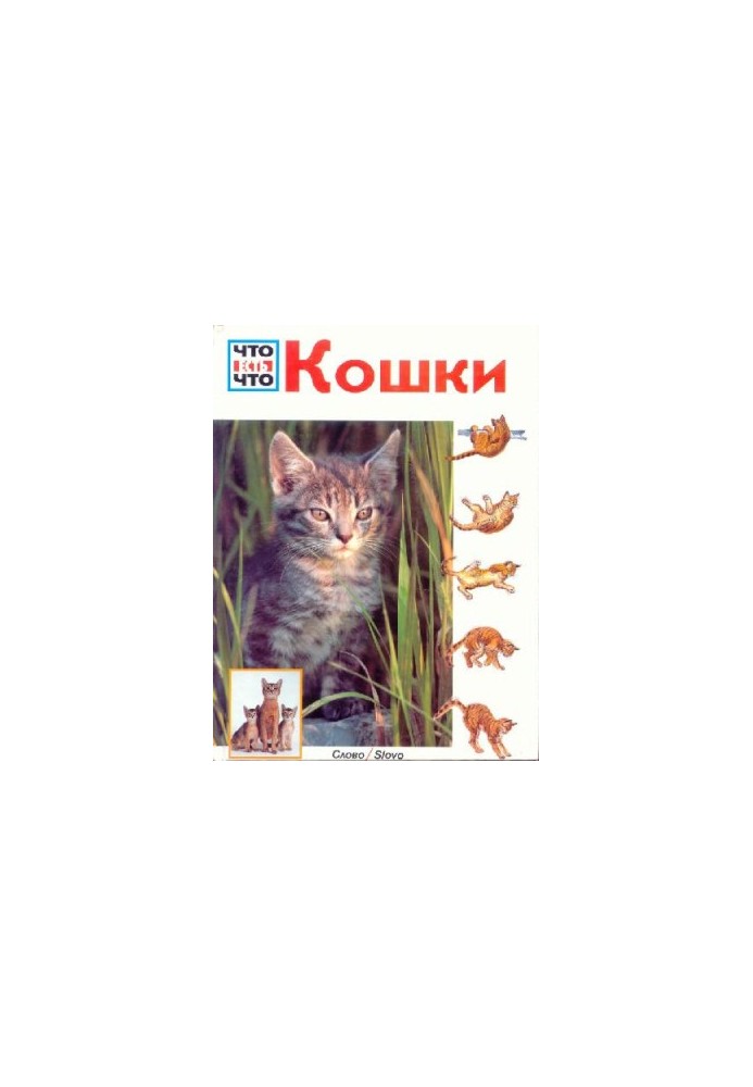 Коти