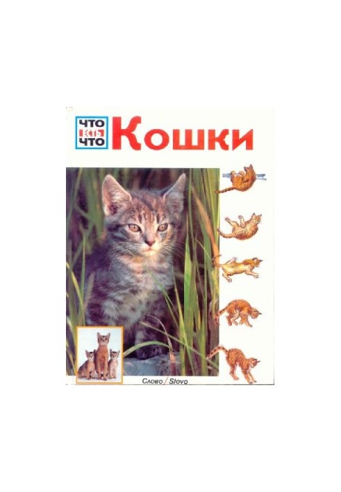 Коти