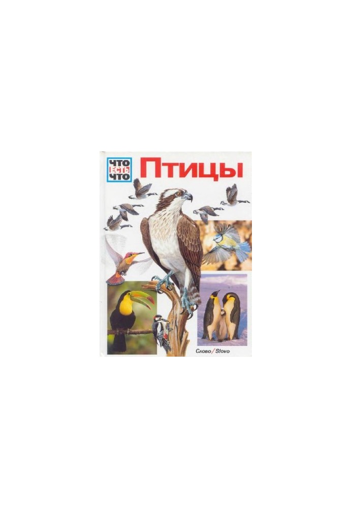 Birds