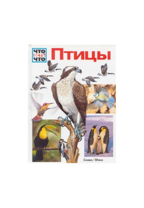 Birds
