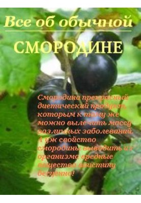 All about ordinary currants