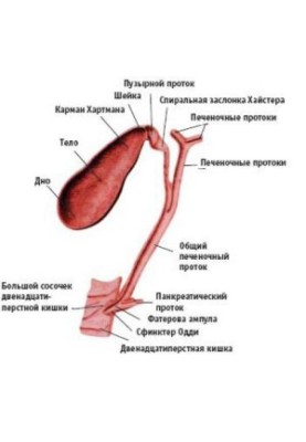 Діагностика та лікування захворювань жовчовивідних шляхів