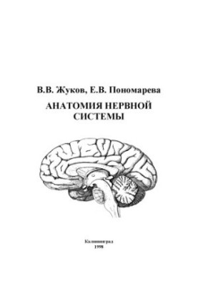 Anatomy of the nervous system.