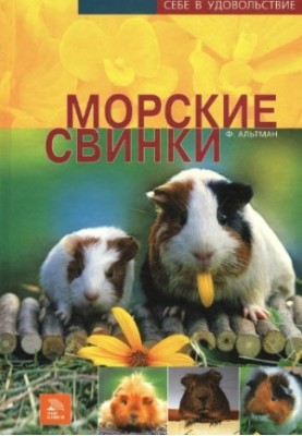 Морські свинки: товариські, привітні, активні