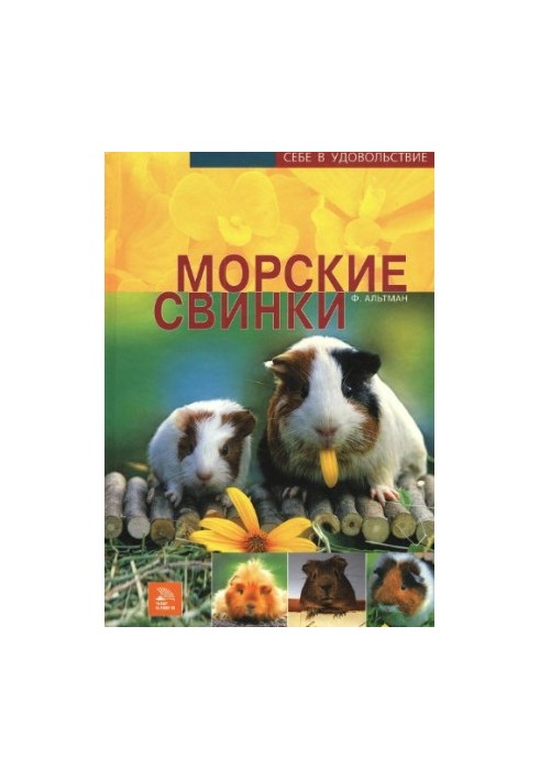 Морські свинки: товариські, привітні, активні